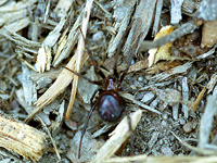 Black Widow Spider