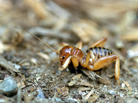 Jerusalem Cricket