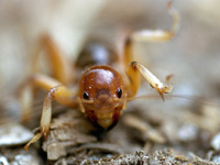 Jerusalem Cricket Headon