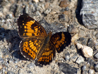 Pearl Crescent