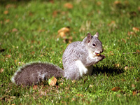 Western Gray Squirrel