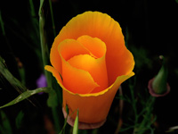 California Poppy