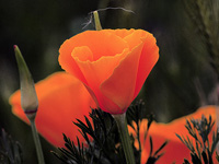 California Poppy #2