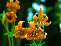Columbia Lilies