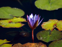 Purple Water Lily