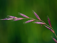 Wild Grass