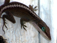 Anole